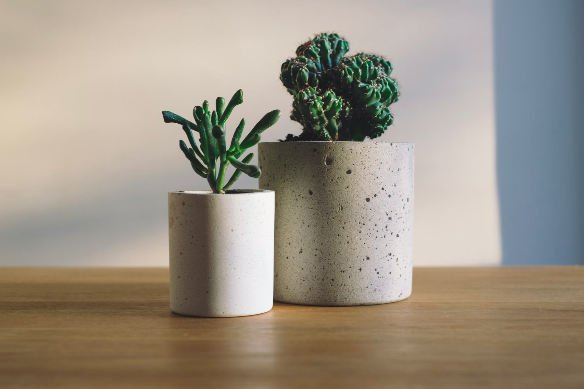 植物档案管理